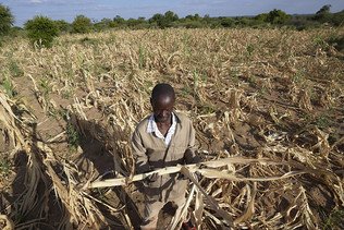 ONU: pire à venir avec les effets de la sécheresse en Afrique